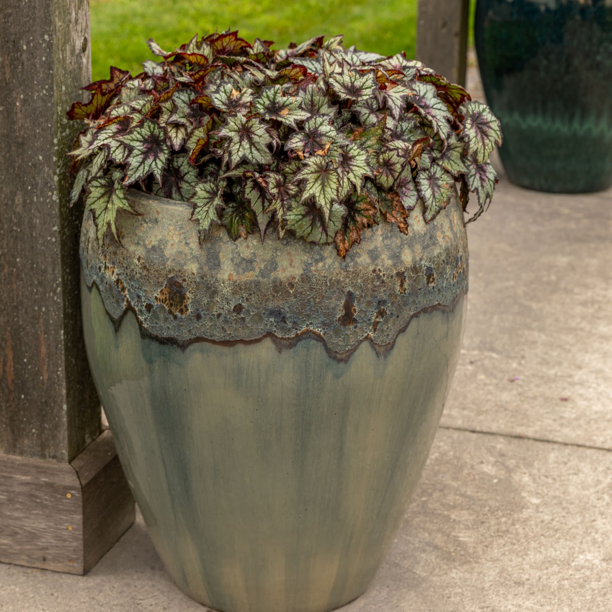 Rex Begonia | Space Age® Black Hole™ | Proven Winners® Annuals