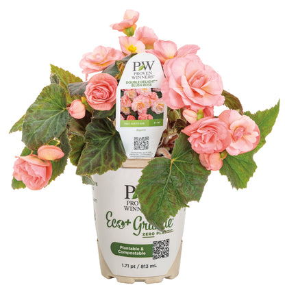 Double Delight® Blush Rose Begonia (tuberhybrida)