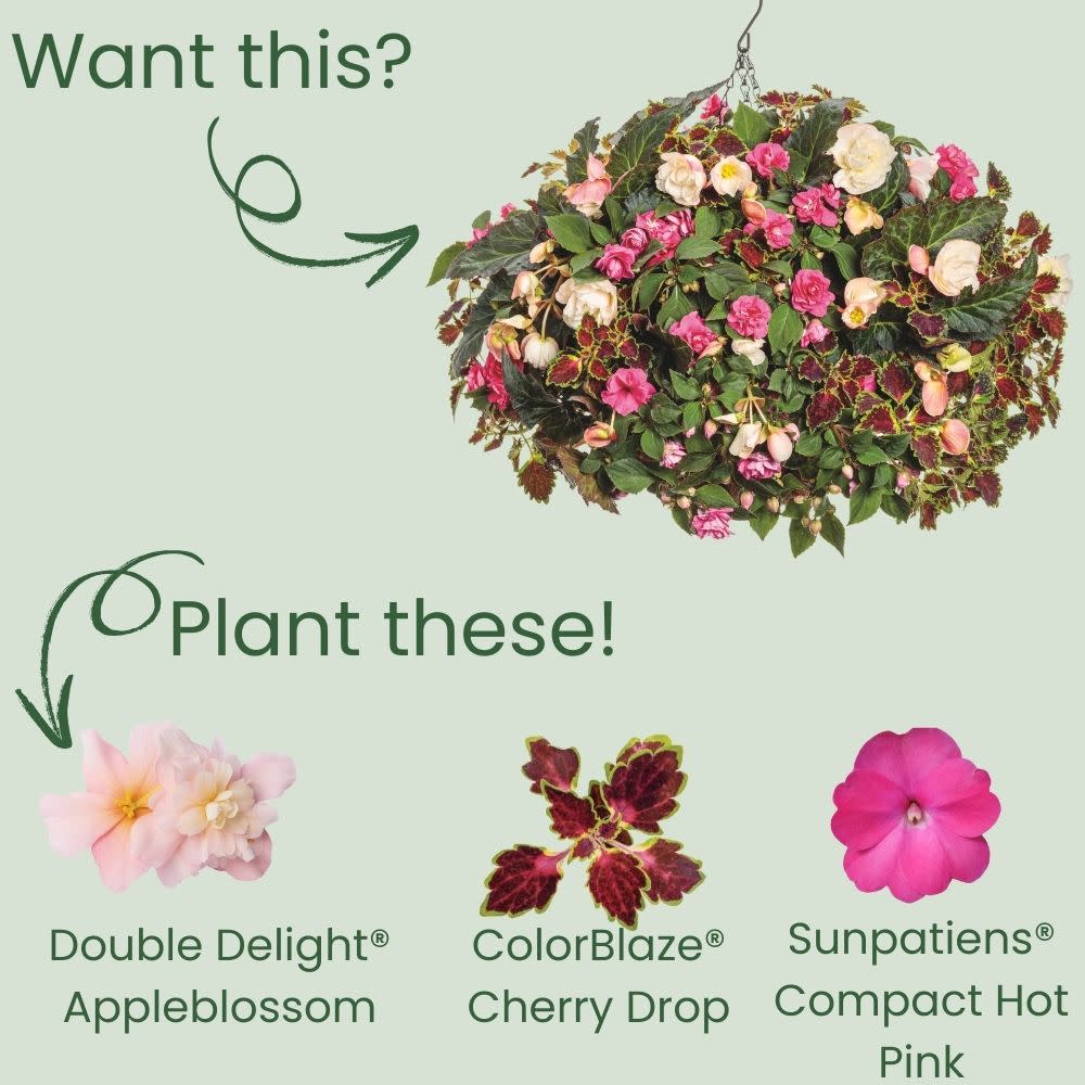 Double Delight® Blush Rose Begonia (tuberhybrida)