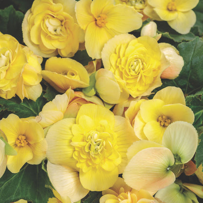 Double Delight® Primrose Begonia (tuberhybrida)