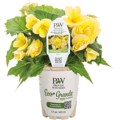 Double Delight® Primrose Begonia (tuberhybrida)