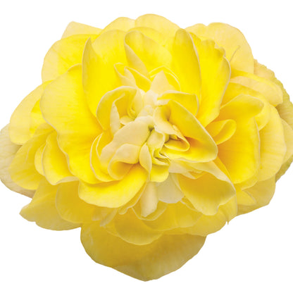 Double Delight® Primrose Begonia (tuberhybrida)