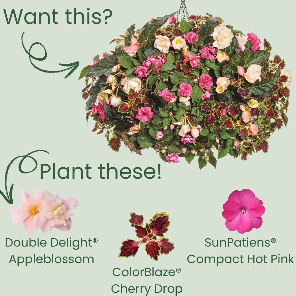 Double Delight® Appleblossom Begonia (tuberhybrida)