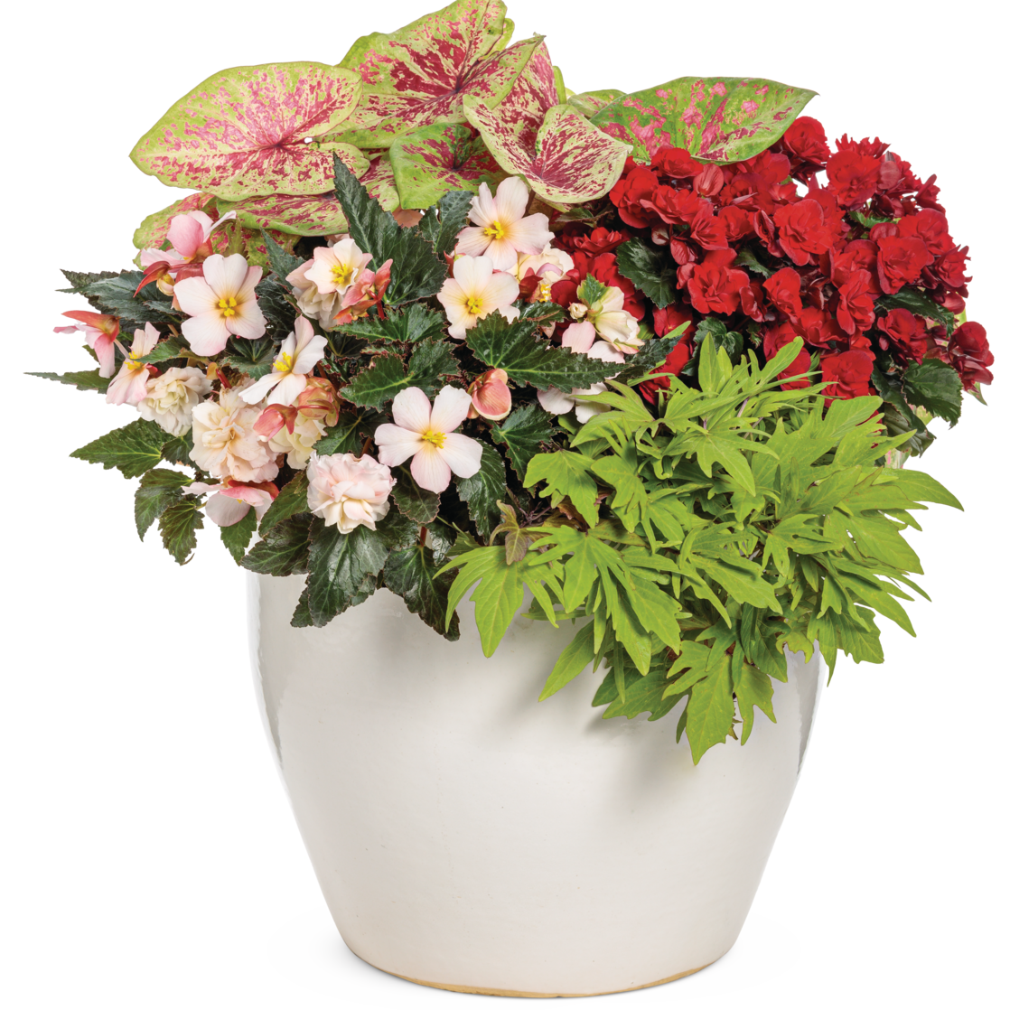 Double Delight Appleblossom Begonia in use.