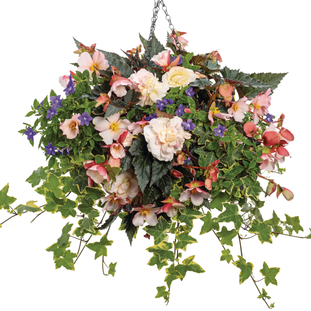 Double Delight Appleblossom Begonia in use.