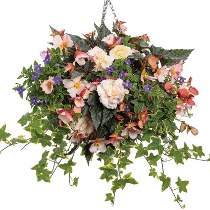 Double Delight Appleblossom Begonia in use.