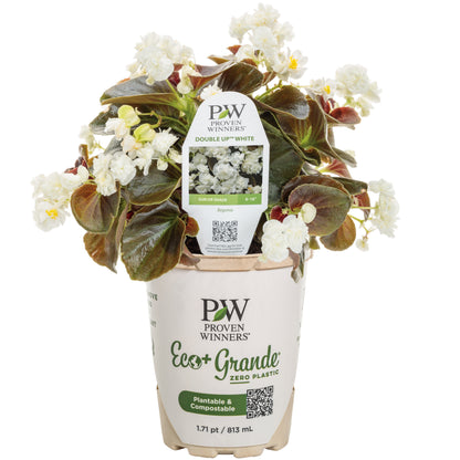 Double Up™ White Begonia (semperflorens)