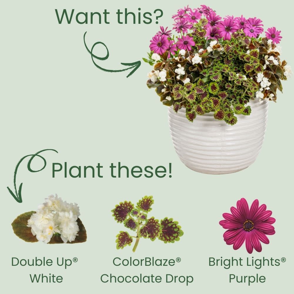 Double Up™ White Begonia (semperflorens)