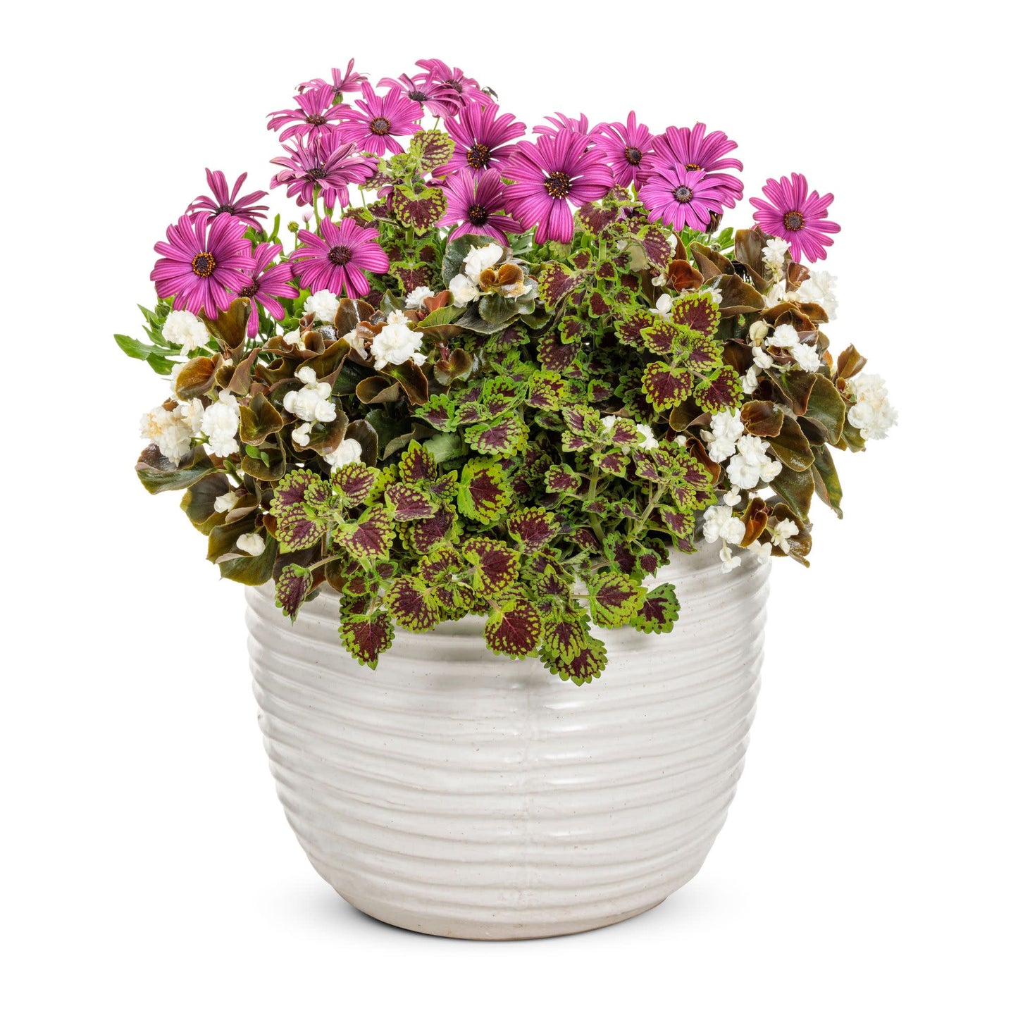 Double Up™ White Begonia (semperflorens)