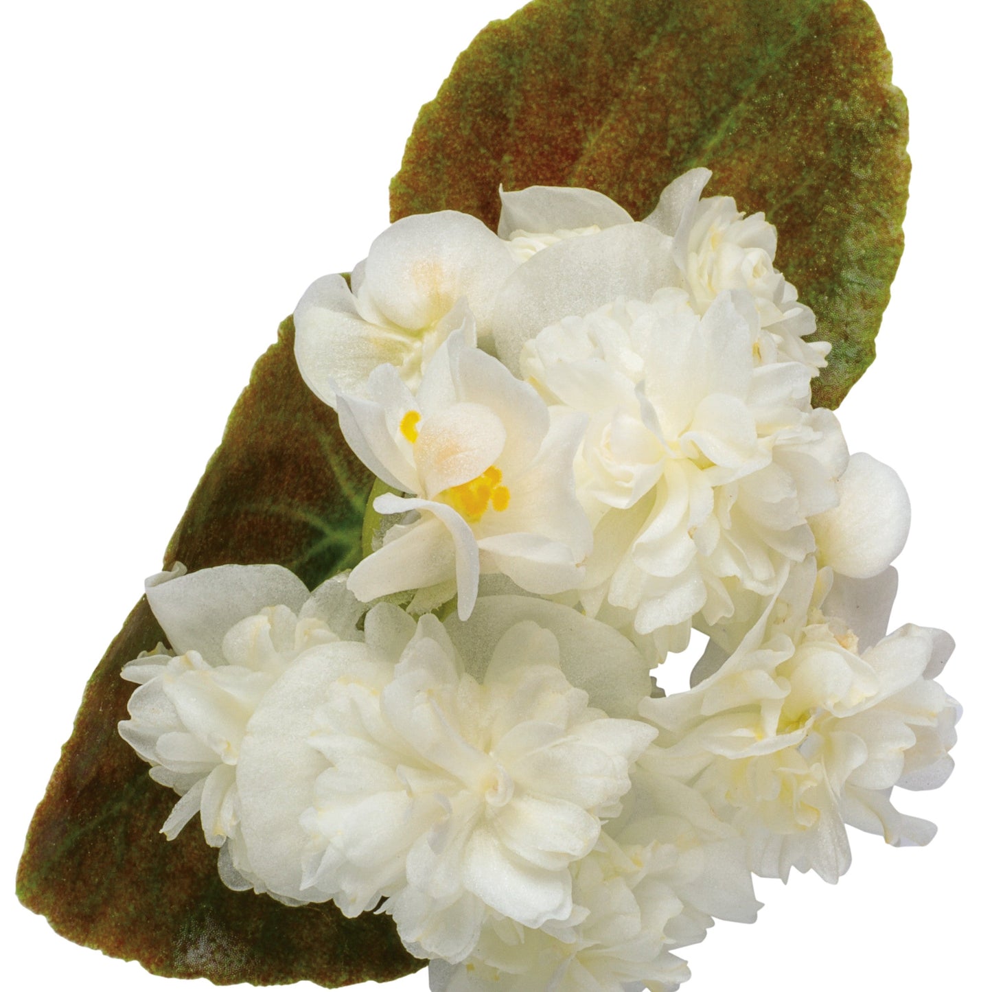 Double Up™ White Begonia (semperflorens)