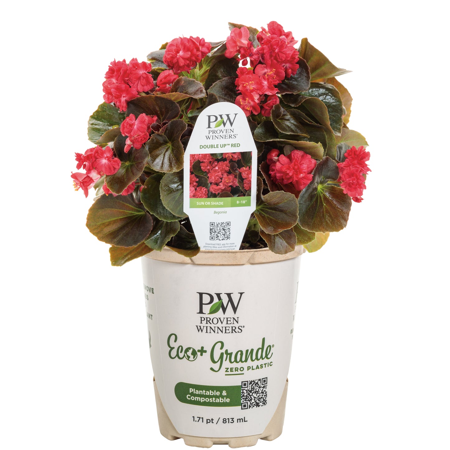 Double Up™ Red Begonia (semperflorens)
