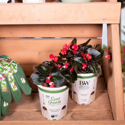 Double Up™ Red Begonia (semperflorens)