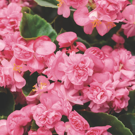 Double Up™ Pink Begonia (semperflorens)