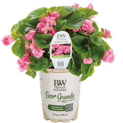 Double Up™ Pink Begonia (semperflorens)