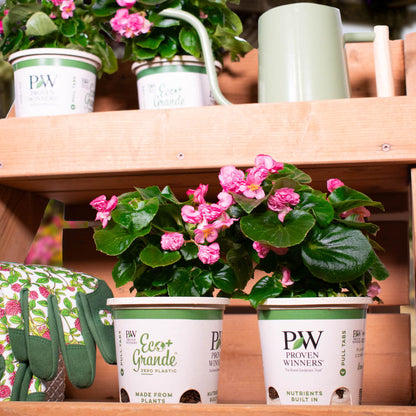 Double Up™ Pink Begonia (semperflorens)