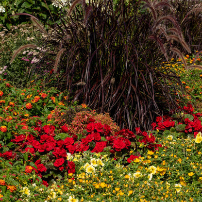 Solenia® Scarlet Rieger Begonia (Begonia x hiemalis)