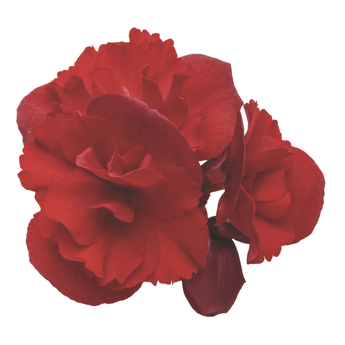 Solenia® Scarlet Rieger Begonia (Begonia x hiemalis)