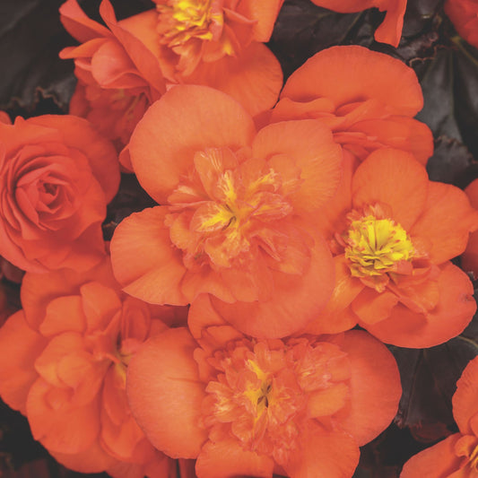 Solenia® Chocolate Orange Rieger Begonia (Begonia x hiemalis)
