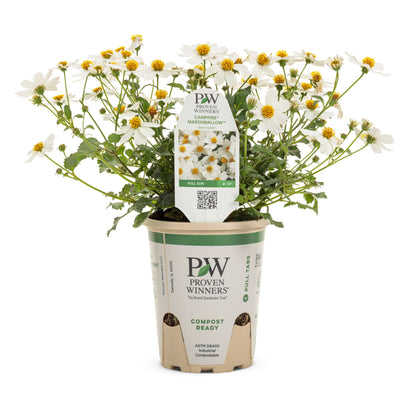 Campfire® Marshmallow™ Apache Beggarticks (Bidens hybrid)