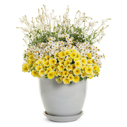 Campfire® Marshmallow™ Apache Beggarticks (Bidens hybrid)