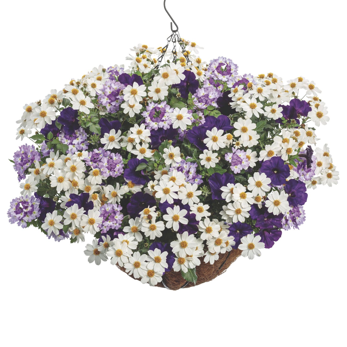 Campfire® Marshmallow™ Apache Beggarticks (Bidens hybrid)