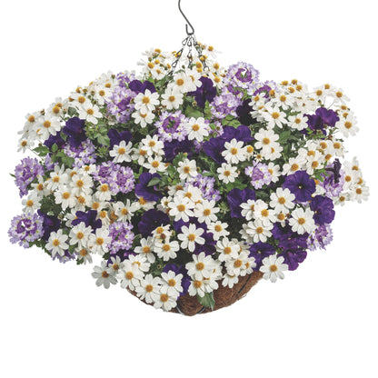 Campfire® Marshmallow™ Apache Beggarticks (Bidens hybrid)