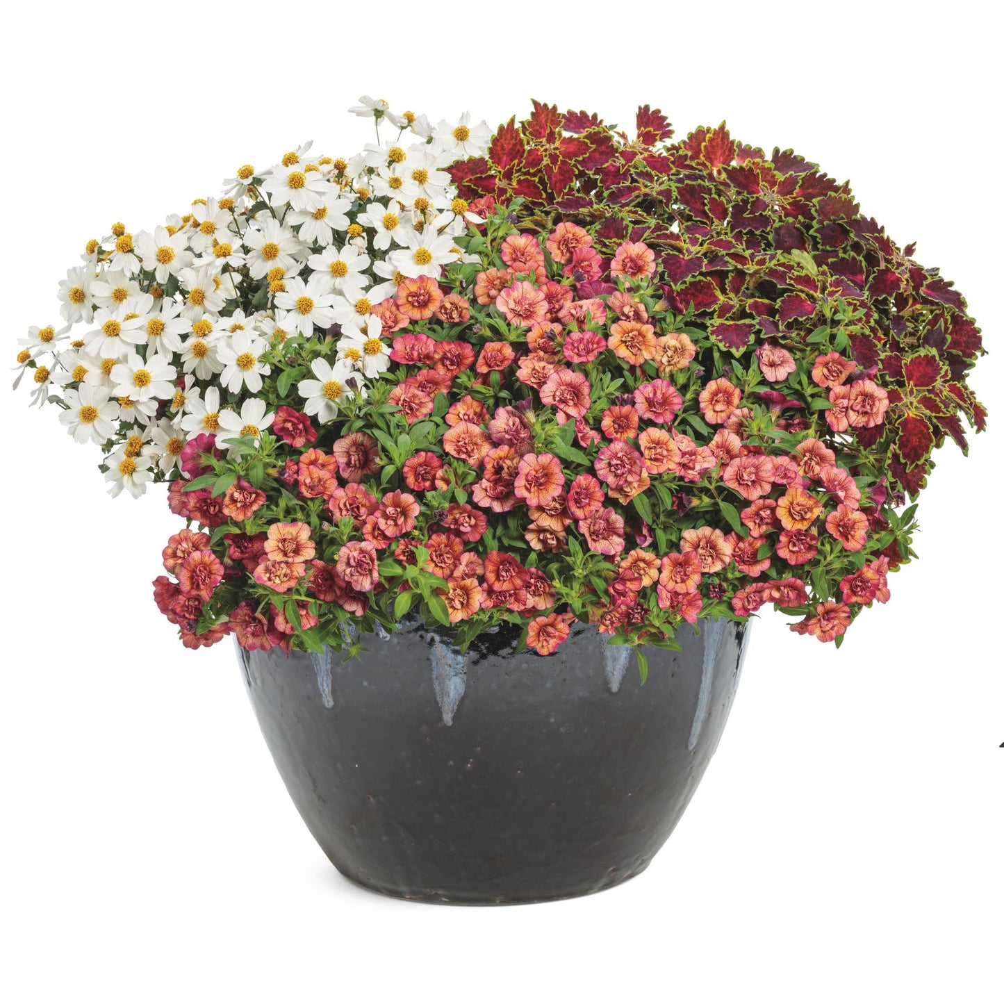 Campfire® Marshmallow™ Apache Beggarticks (Bidens hybrid)