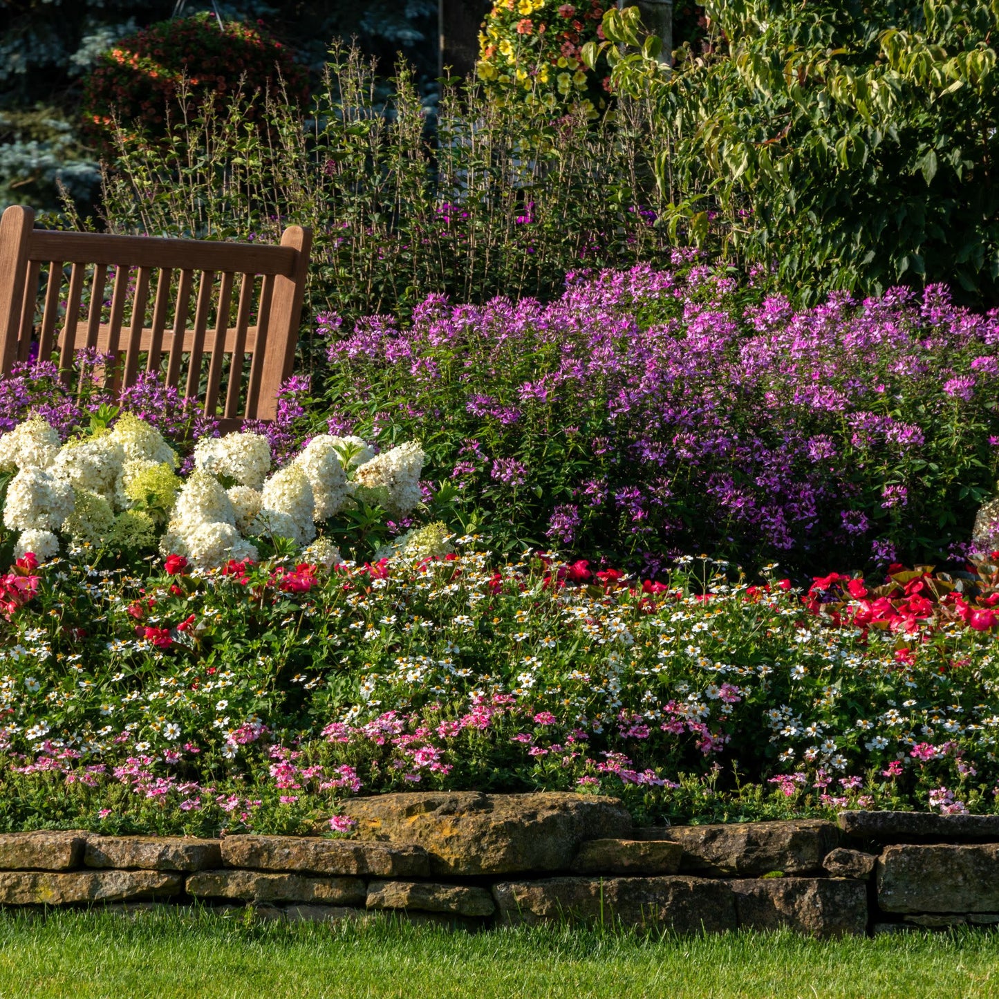 Campfire® Marshmallow™ Apache Beggarticks (Bidens hybrid)