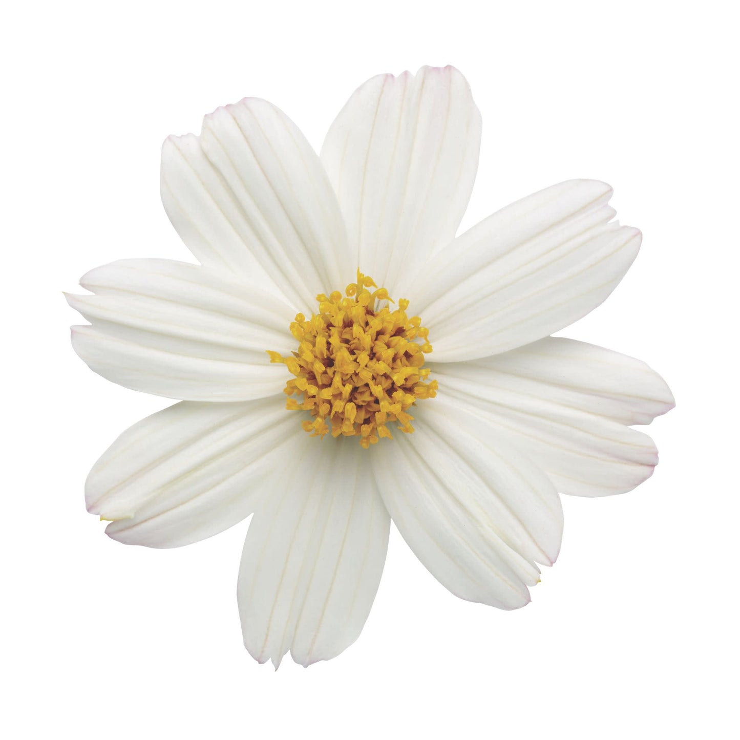Campfire® Marshmallow™ Apache Beggarticks (Bidens hybrid)