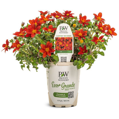 Campfire® Red Ember Apache Beggarticks (Bidens ferulifolia) | Proven Winners® New Variety 2026