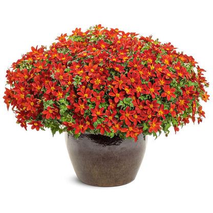 Campfire® Red Ember Apache Beggarticks (Bidens ferulifolia) | Proven Winners® New Variety 2026