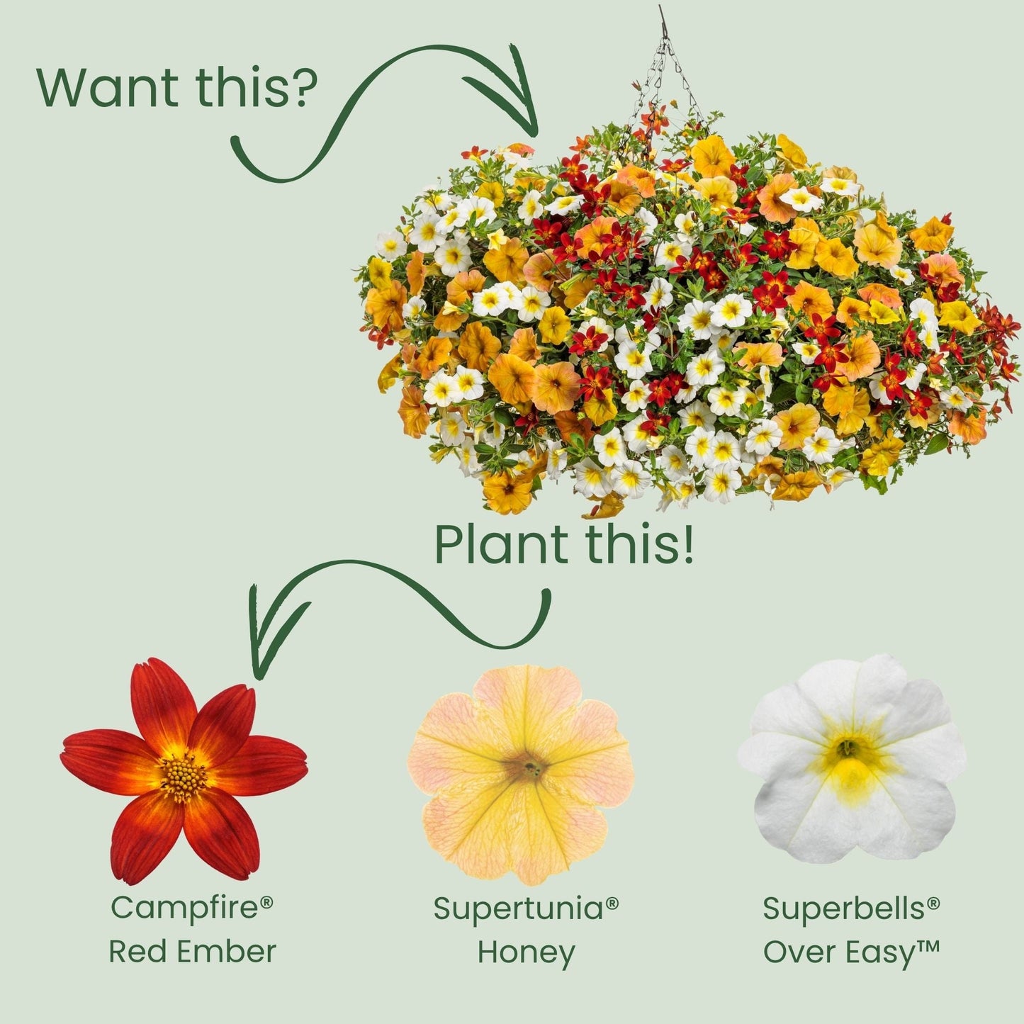 Campfire® Red Ember Apache Beggarticks (Bidens ferulifolia) | Proven Winners® New Variety 2026