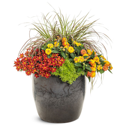 Campfire® Red Ember Apache Beggarticks (Bidens ferulifolia) | Proven Winners® New Variety 2026
