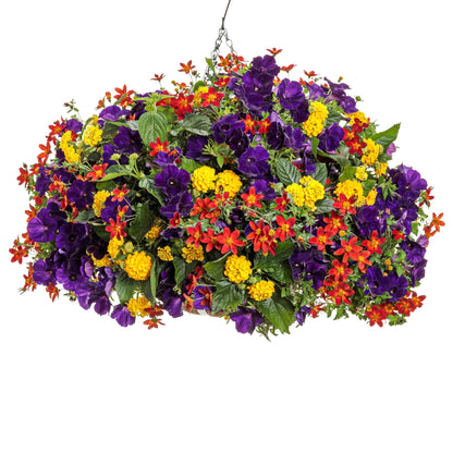 Campfire® Red Ember Apache Beggarticks (Bidens ferulifolia) | Proven Winners® New Variety 2026