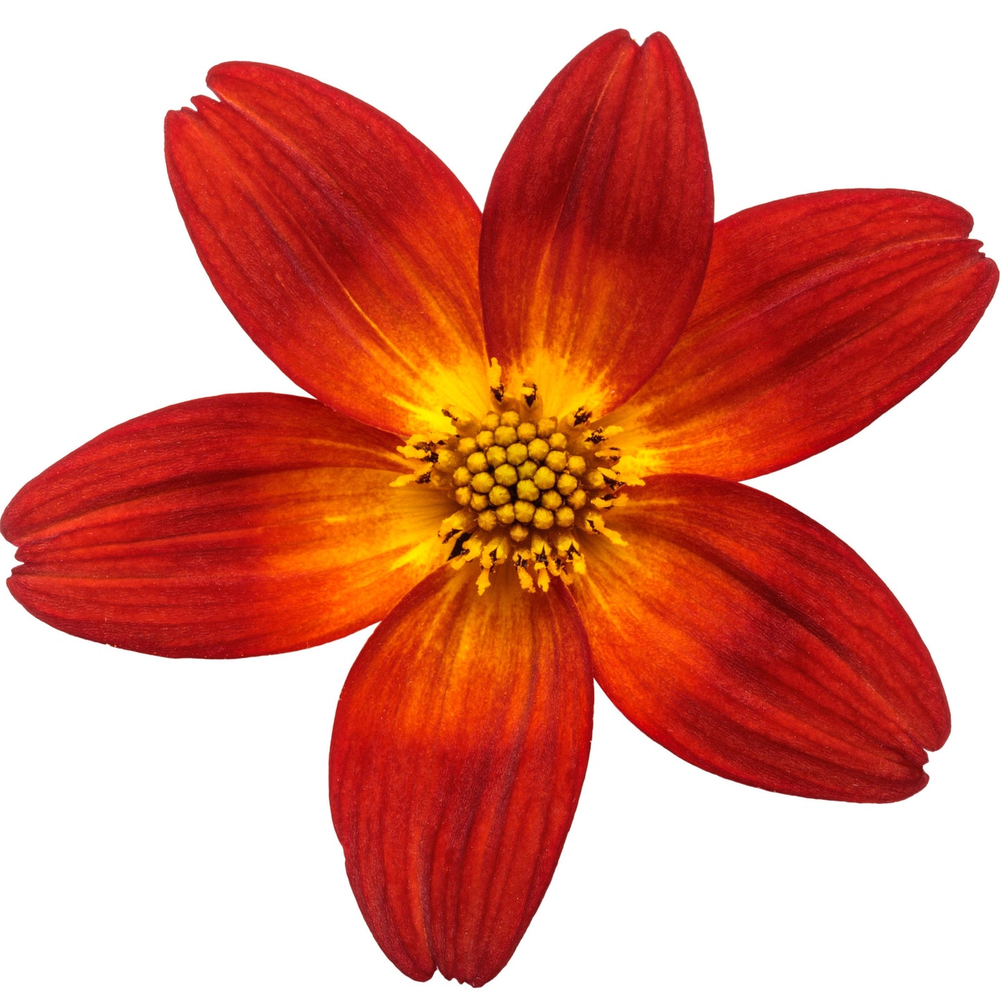 Campfire® Red Ember Apache Beggarticks (Bidens ferulifolia) | Proven Winners® New Variety 2026
