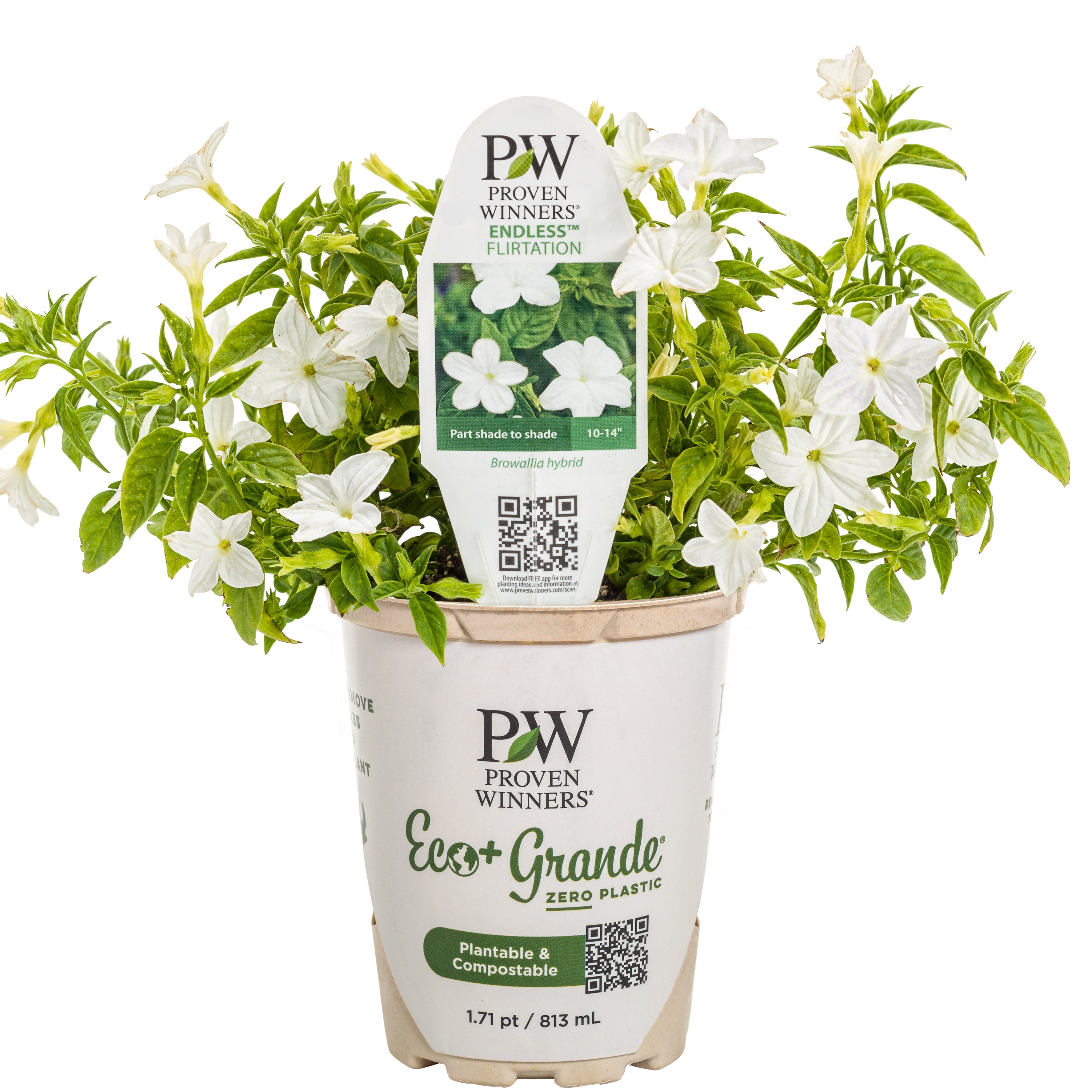 Bush Violet | Endless™ Flirtation | Proven Winners® Annuals