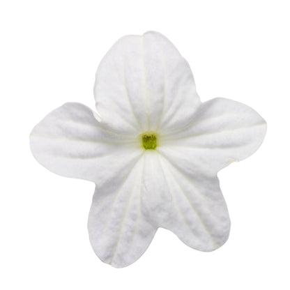 Endless™ Flirtation Bush Violet (Browallia hybrid)