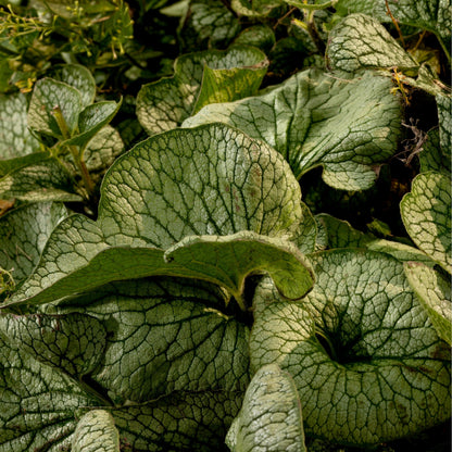 'Jack of Diamonds' Heartleaf Brunnera (macrophylla)