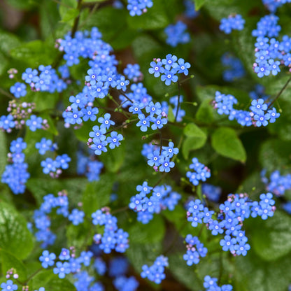 'Jack of Diamonds' Heartleaf Brunnera (macrophylla)