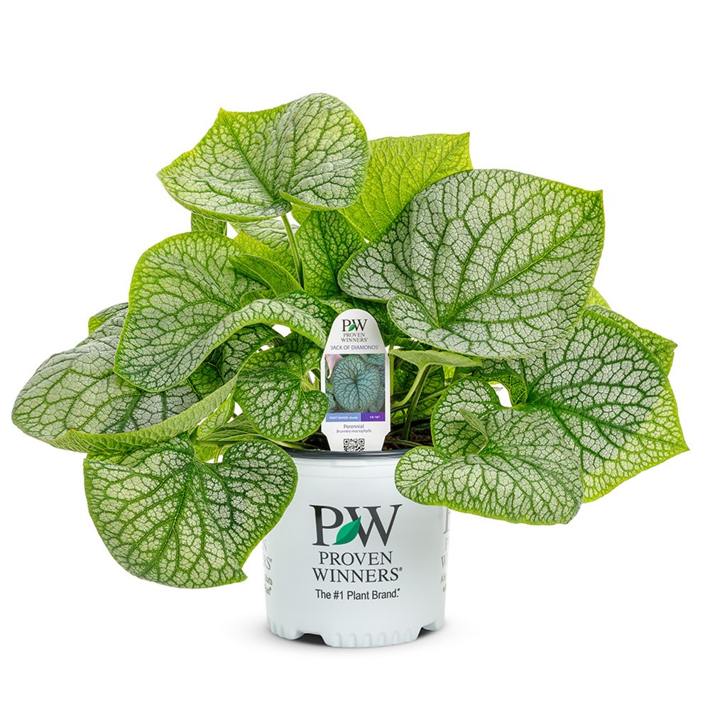 'Jack of Diamonds' Heartleaf Brunnera (macrophylla)