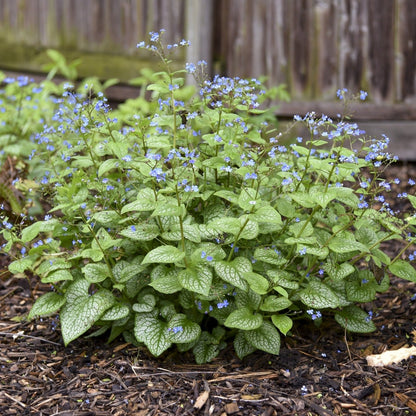 'Jack of Diamonds' Heartleaf Brunnera (macrophylla)