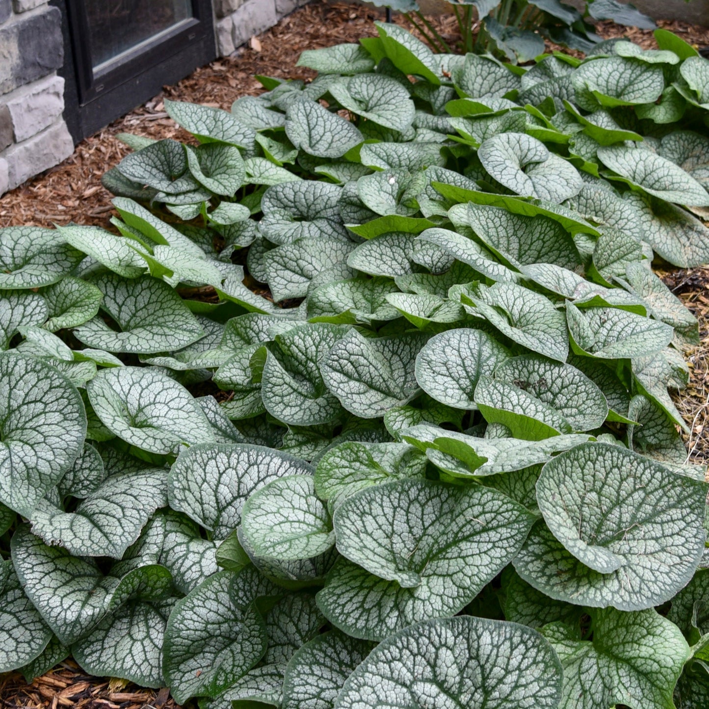 'Jack of Diamonds' Heartleaf Brunnera (macrophylla)