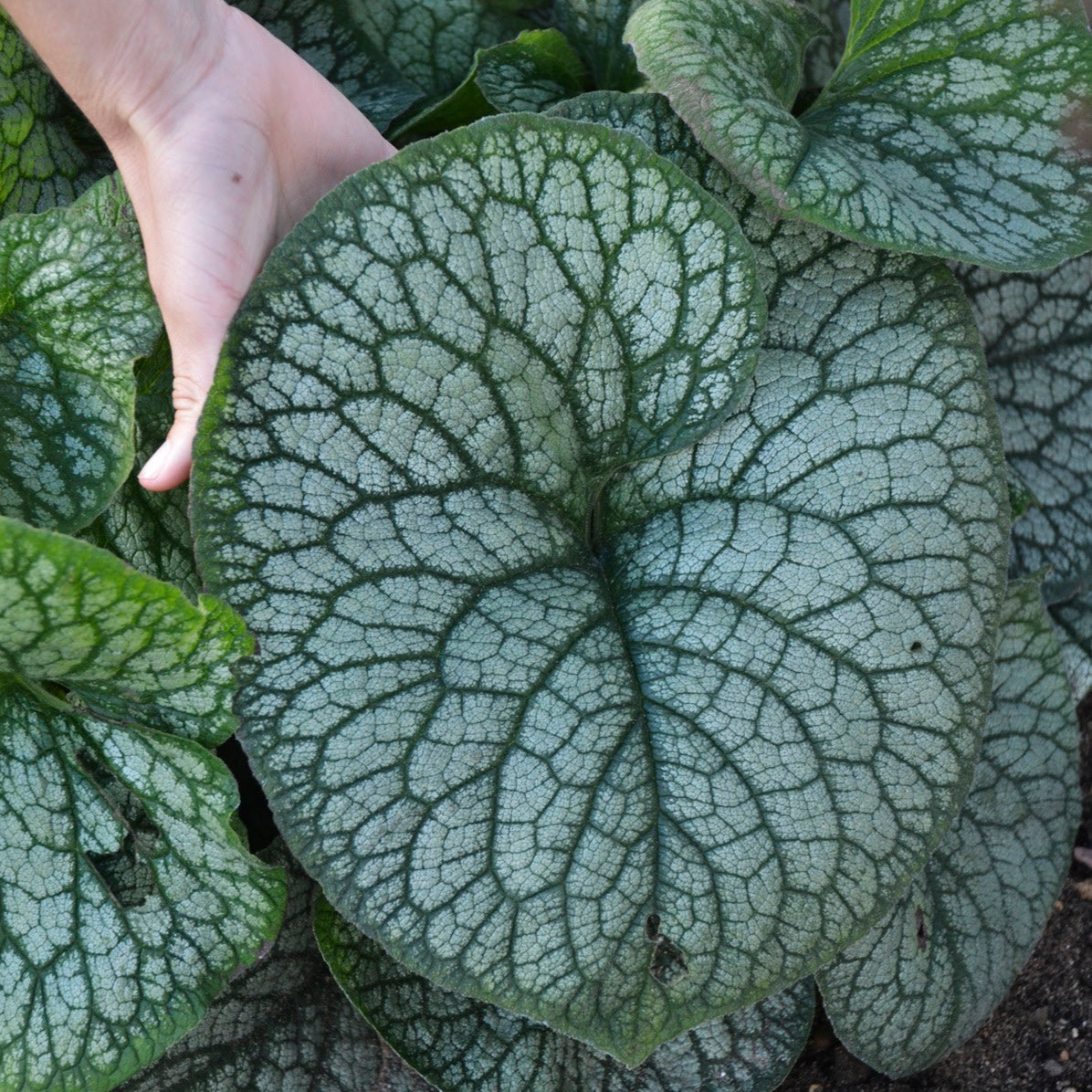 'Jack of Diamonds' Heartleaf Brunnera (macrophylla)