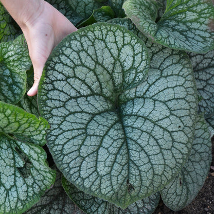 'Jack of Diamonds' Heartleaf Brunnera (macrophylla)