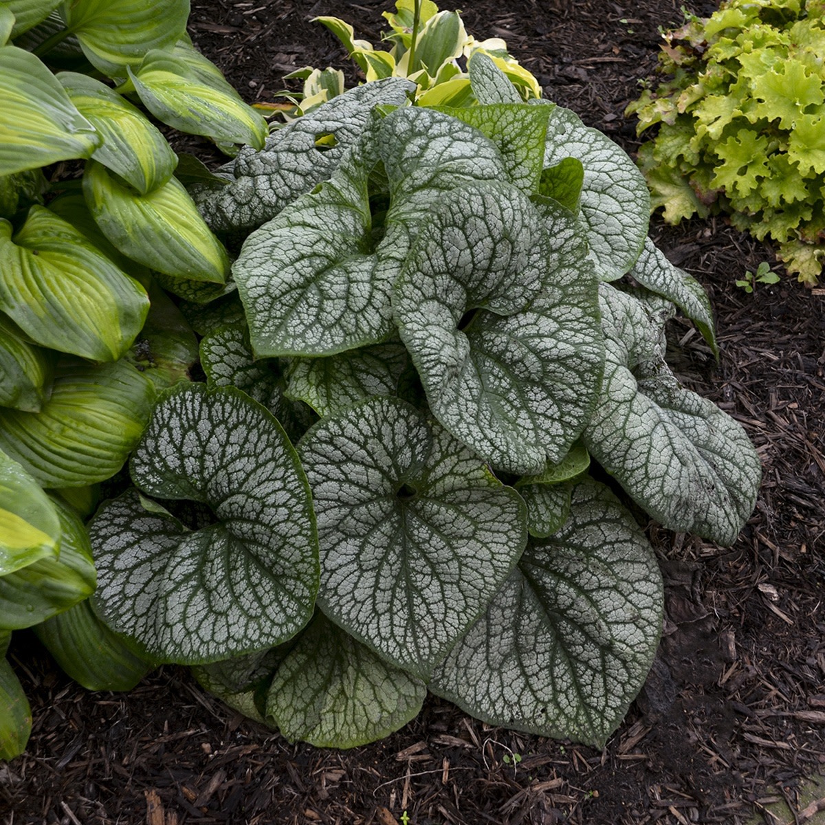'Jack of Diamonds' Heartleaf Brunnera (macrophylla)