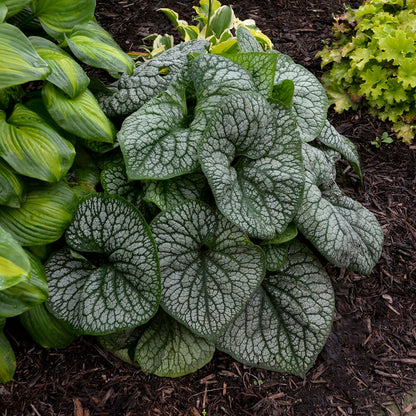'Jack of Diamonds' Heartleaf Brunnera (macrophylla)