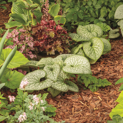 'Jack of Diamonds' Heartleaf Brunnera (macrophylla)