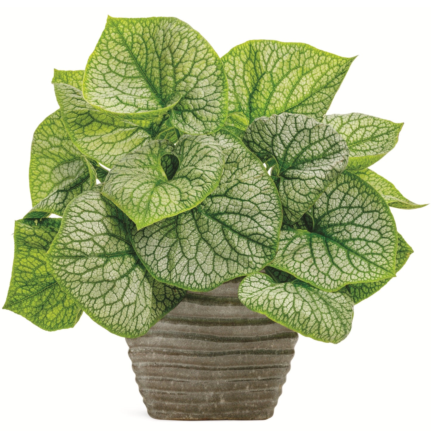 'Jack of Diamonds' Heartleaf Brunnera (macrophylla)