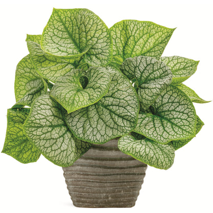 'Jack of Diamonds' Heartleaf Brunnera (macrophylla)