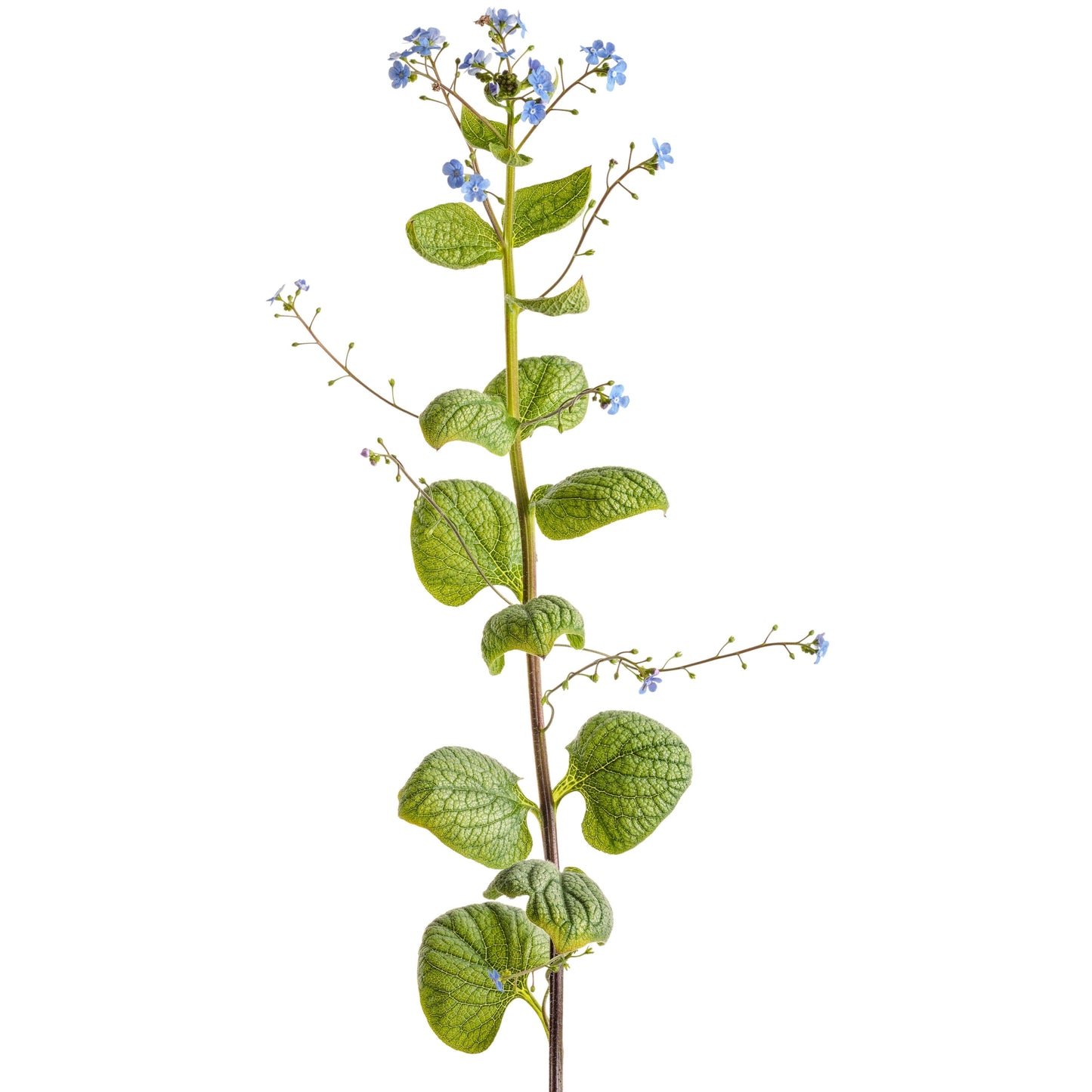 'Jack of Diamonds' Heartleaf Brunnera (macrophylla)